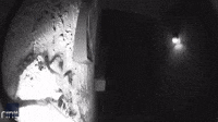 Doorcam Captures Tarantula on Tucson Woman's Door