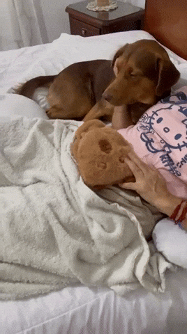 pablogomez83a2c3ae93c54486b67de6e8d7c908b8 giphyupload GIF