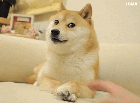 sozinet giphyupload GIF