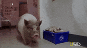 Pig Dr Oakley GIF by Nat Geo Wild