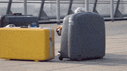 hello friends dogs GIF by Digg