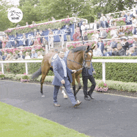 Enable Horse GIF by World Horse Racing