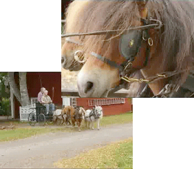 horses let's ride GIF by Cheezburger