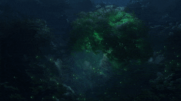 woodiesofficial magic light tree forest GIF