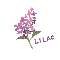 Iu Lilac Sticker