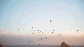 hazel english GIF by Polyvinyl Records