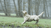 dietrichfilm dog nature fail catch GIF