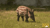 Baby Cute Animals GIF by Brookfield Zoo