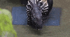 Animal Baby Tapir GIF by Woodland Park Zoo