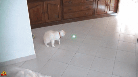 cat laser GIF