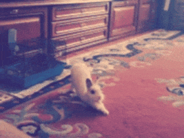 exercise stretching GIF