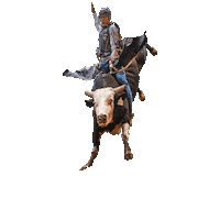 cowtowncoliseum bullriding bullrider cowtown stockyards Sticker