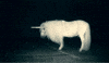unicorn GIF