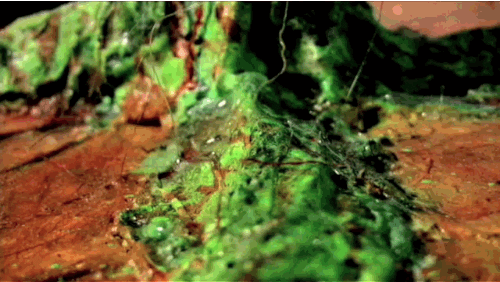 stop motion animation GIF by Charles Pieper