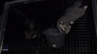 Food Fight! Bat and Possum Have 'Standoff' Over Feed Bucket