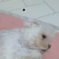 Puppy GIF