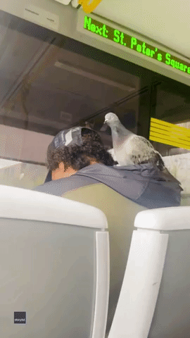Pigeon Spotted Sitting on Passenger Aboard English Commuter Train