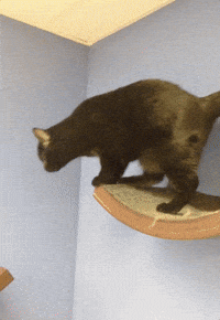 happy good morning GIF by Nebraska Humane Society 