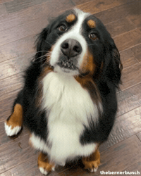 thebernerbunch happy dog dog smile bernese mountain dog bernese GIF
