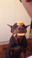 Incredibly Patient Dog Balances Biscuits