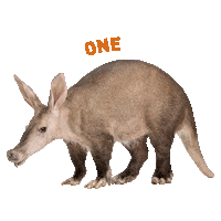aardvark_inc creative oneofakind aardvark creativeteam Sticker