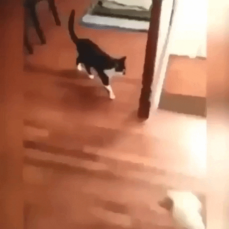 dog tornado GIF