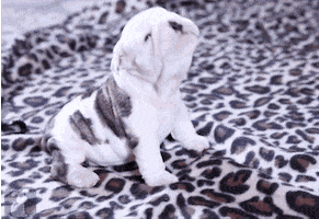 howling GIF
