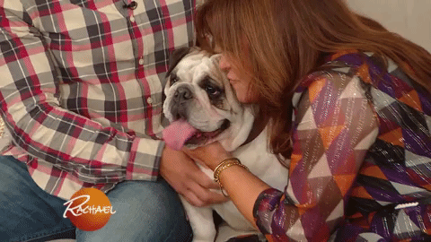 dog puppy GIF by Rachael Ray Show