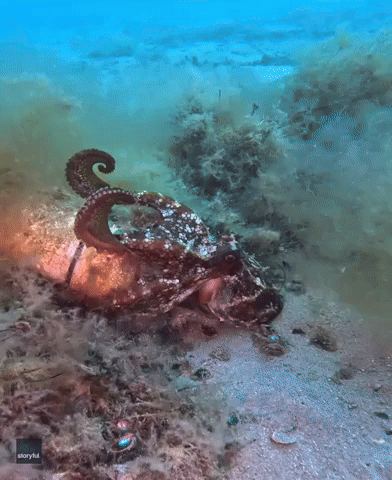 Battling Pair of Octopus Get in a Tangled 'Mess of Arms'