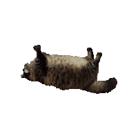 National Cat Day Sticker by Gray Hat Films