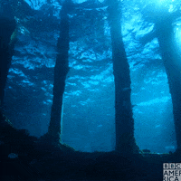 Ocean Wildlife GIF by BBC America