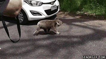 koala Patrol GIF by Cheezburger