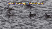 Work Spinning GIF by U.S. Fish and Wildlife Service