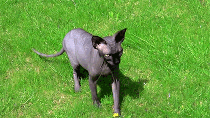 sphinx cat GIF