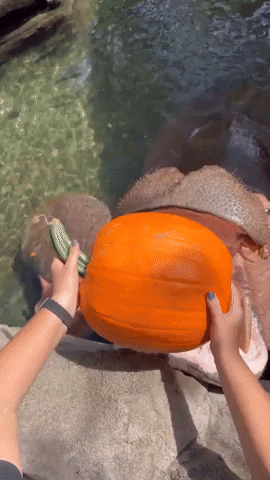 Cincinnati Zoo Hippos Dazzle Visitors With Pumpkin-Crushing Skills