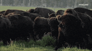 GIF by Dead Set on Life