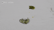 Water Bears Nova GIF by PBS Digital Studios