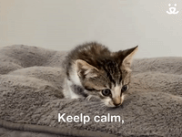 Keep Calm And Kitten