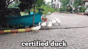 Girl Duck GIF