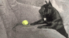 Reaching French Bulldog GIF