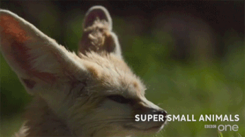 bbc cute animal bbc creature GIF