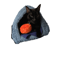 rodkim cat kitty kitten lucky Sticker