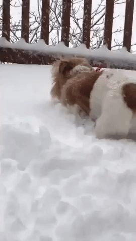 Puppy Enjoys First Snow Day as Winter Storm Blankets Northeast