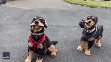Say Cheese! Dogs 'Smile' as Jowls Flap in Windy English Weather