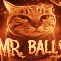Mr Cat Stare GIF