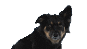 Dog Puppy Sticker by whyrichmondisawesome
