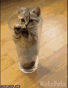cat water GIF by Cheezburger
