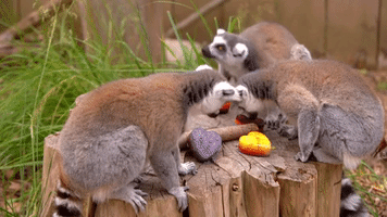 London Zoo Animals Beat the Heat With Pride-Themed Ice Pops