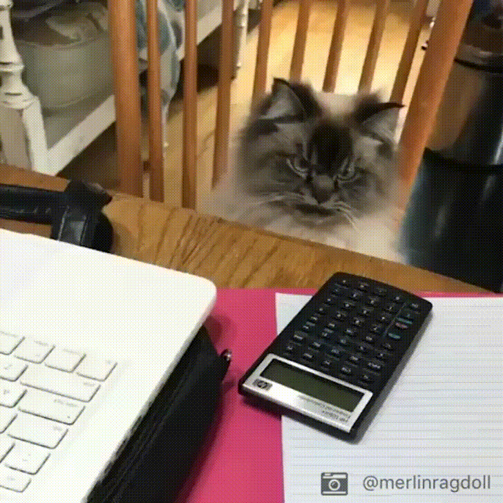 GIF by Giphy QA