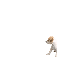 Dog Come Sticker by whylder